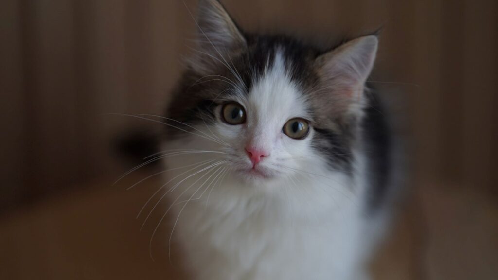 introducing cat to newborn baby, cat jealousy solutions