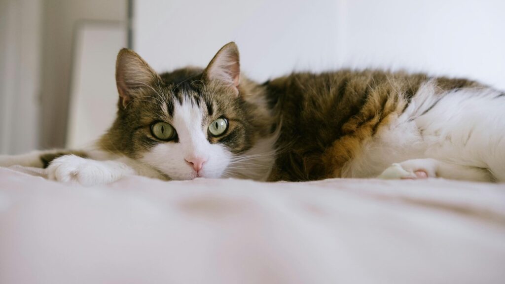 pheromone diffusers for cats, adjusting pet schedule for baby