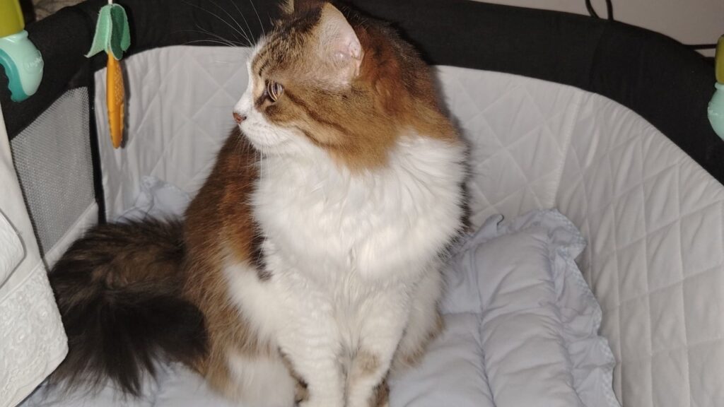 when to introduce pet to newborn after birth, animal behaviorist for new baby 