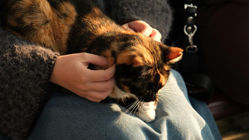 cleaning tips for pet allergies during pregnancy, maternal immune system
