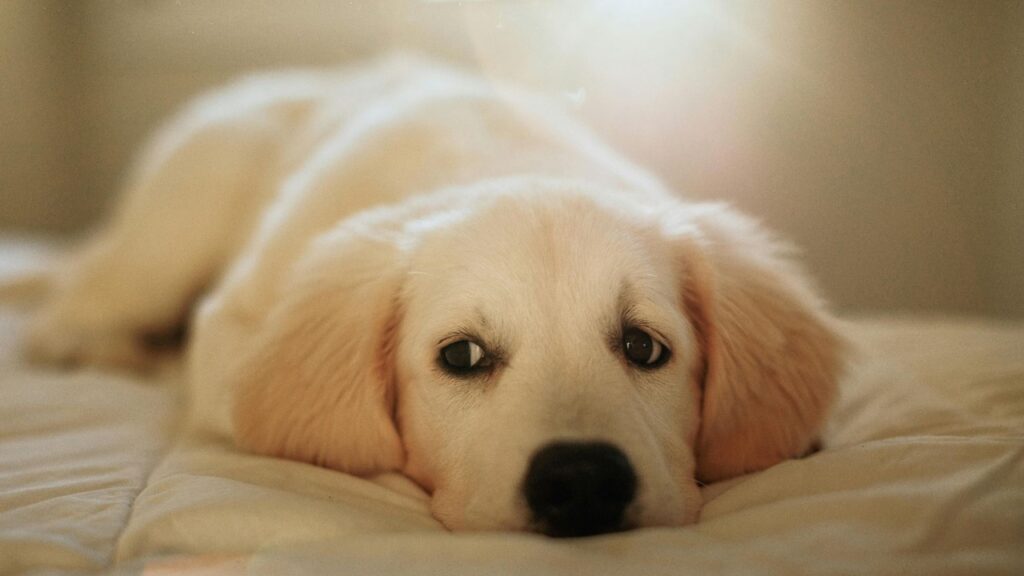 pet adjustment to newborn timeline, bonding between dog and baby