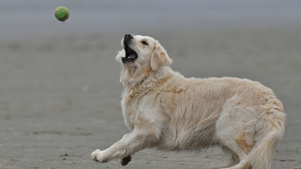 how to introducing pets to newborn safely, adjusting pet schedule for baby