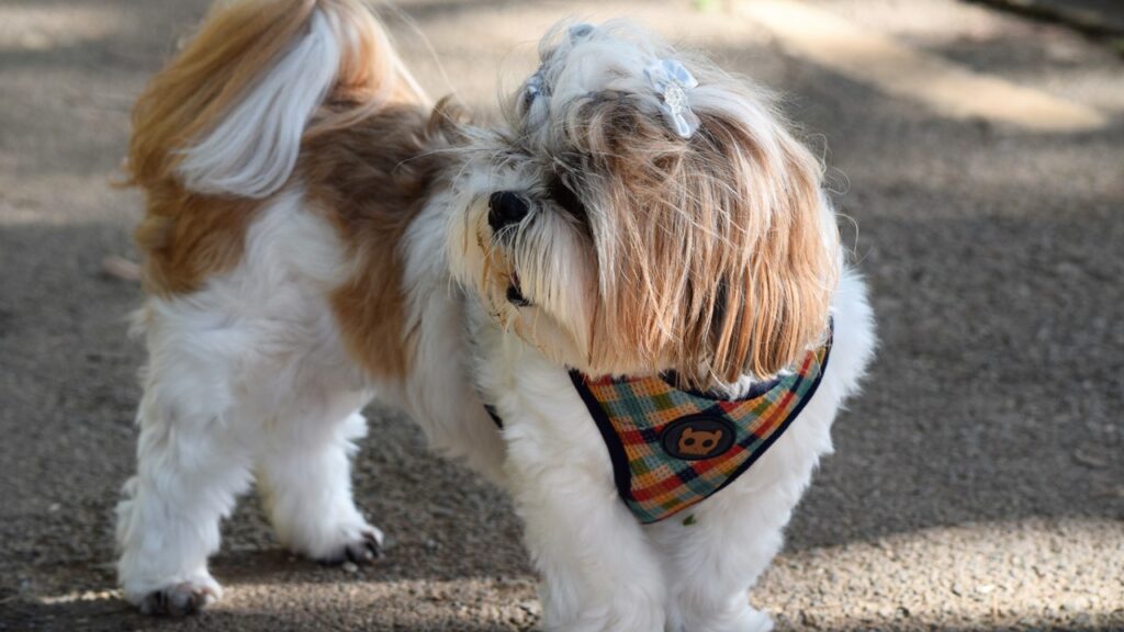dog grooming pregnancy safety tips, pet bedding washing pregnancy guide
