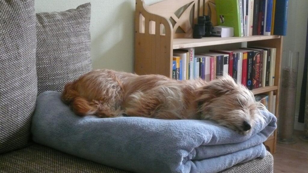 pet obedience training before baby arrives, pet routine before delivery